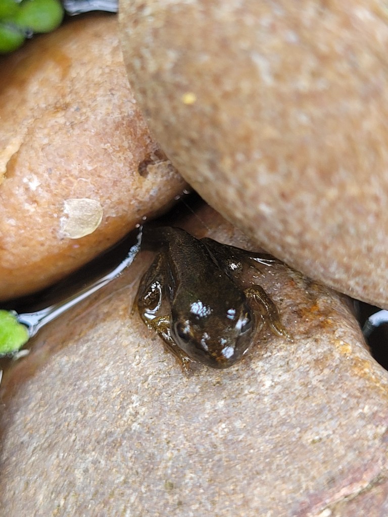 Tiny froglet showing the stump of a tail being absorbed into the body.