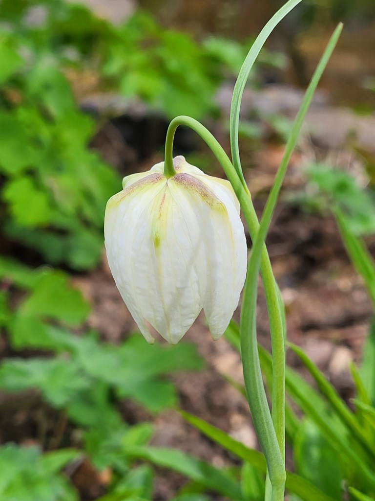 Fritillaria, nodding gently at the pond edge.