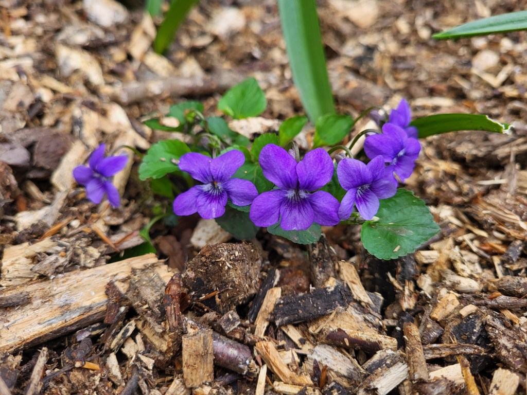 Wood chippings from the tree surgery we had done last year make an attractive mulch. 