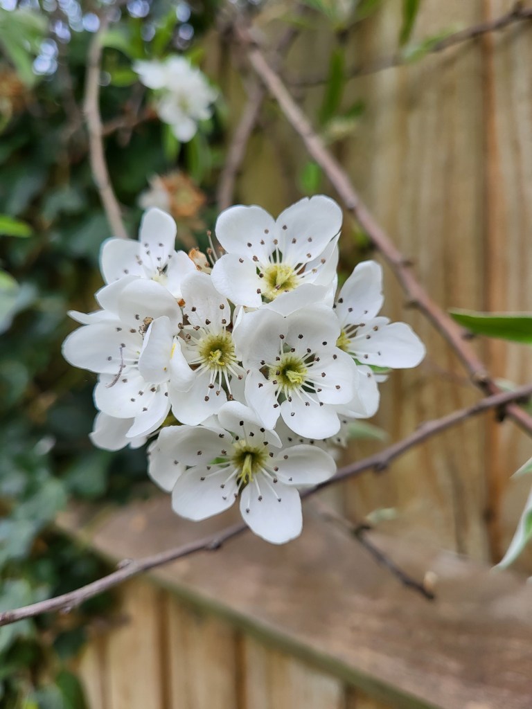 Ornamental Pear (possibly Pyrus Chanticleer). This gnarled old specimen is a mass of delicate blooms overhanging Lily Pond. Beautiful again this year after a radical pruning. 