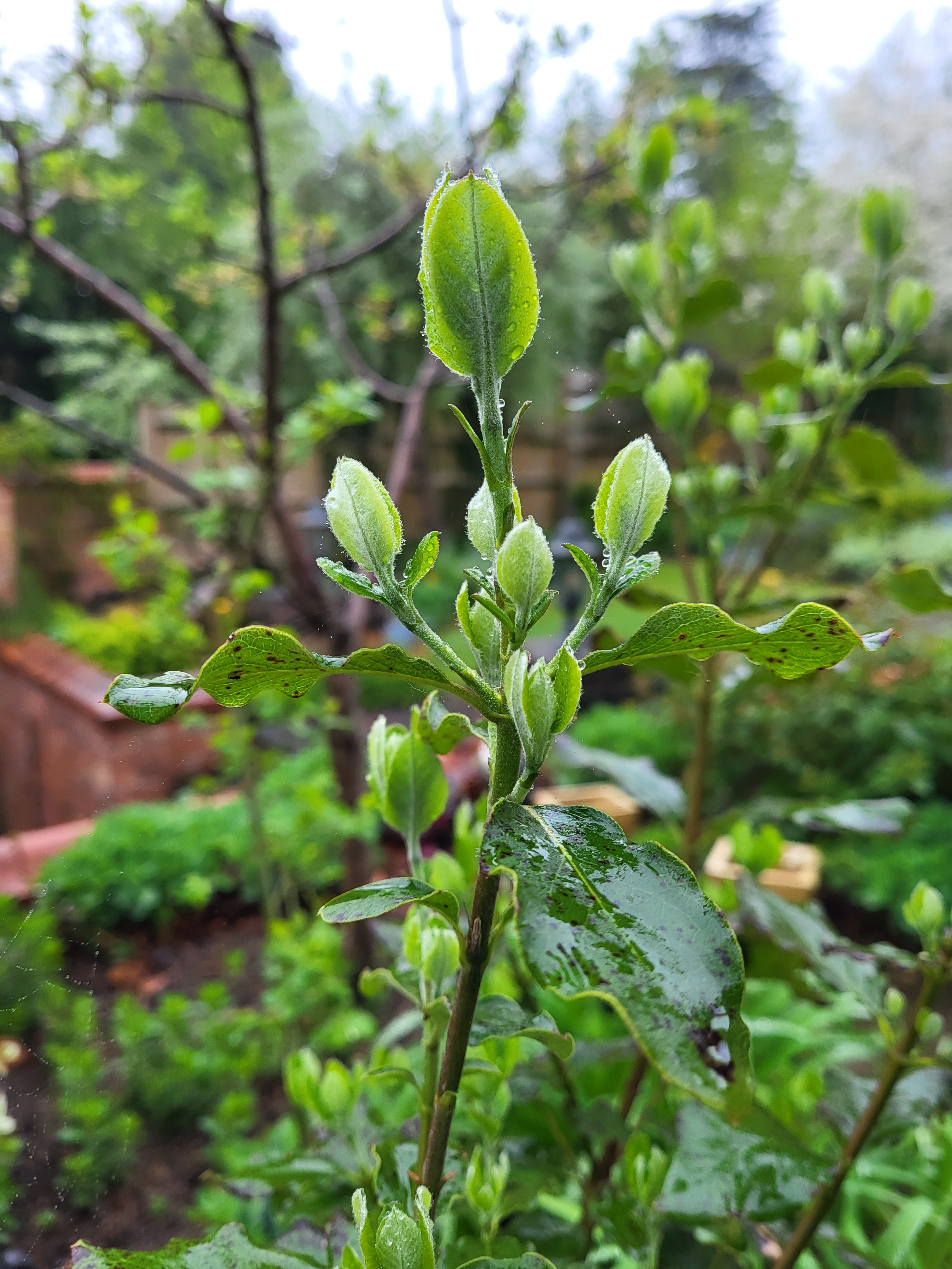 Garrya elliptica beautiful in bud.