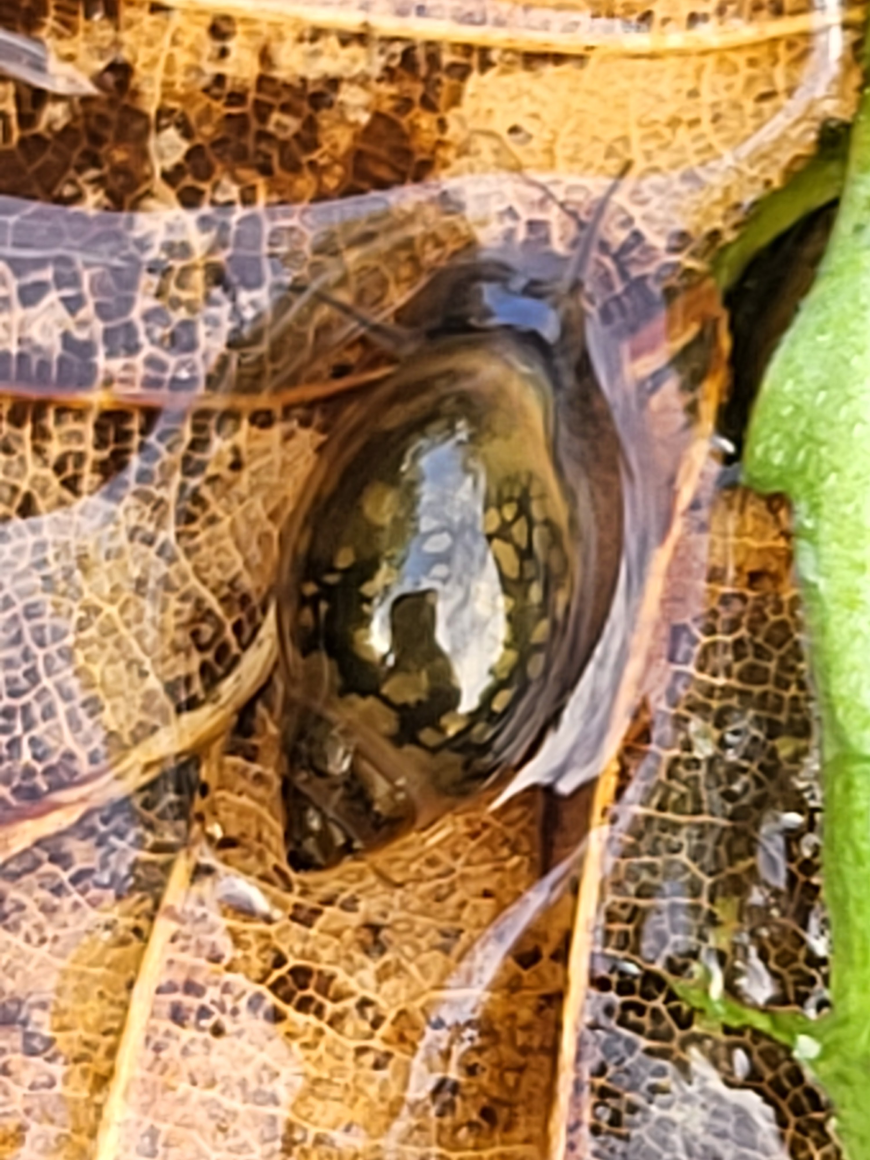 Another slippery snail sliding off a leaf into Tiny Pond.