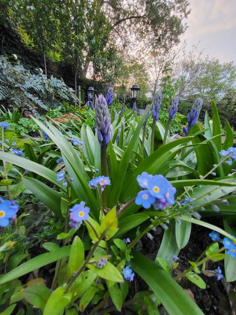 Forget-me-nots and bluebells.