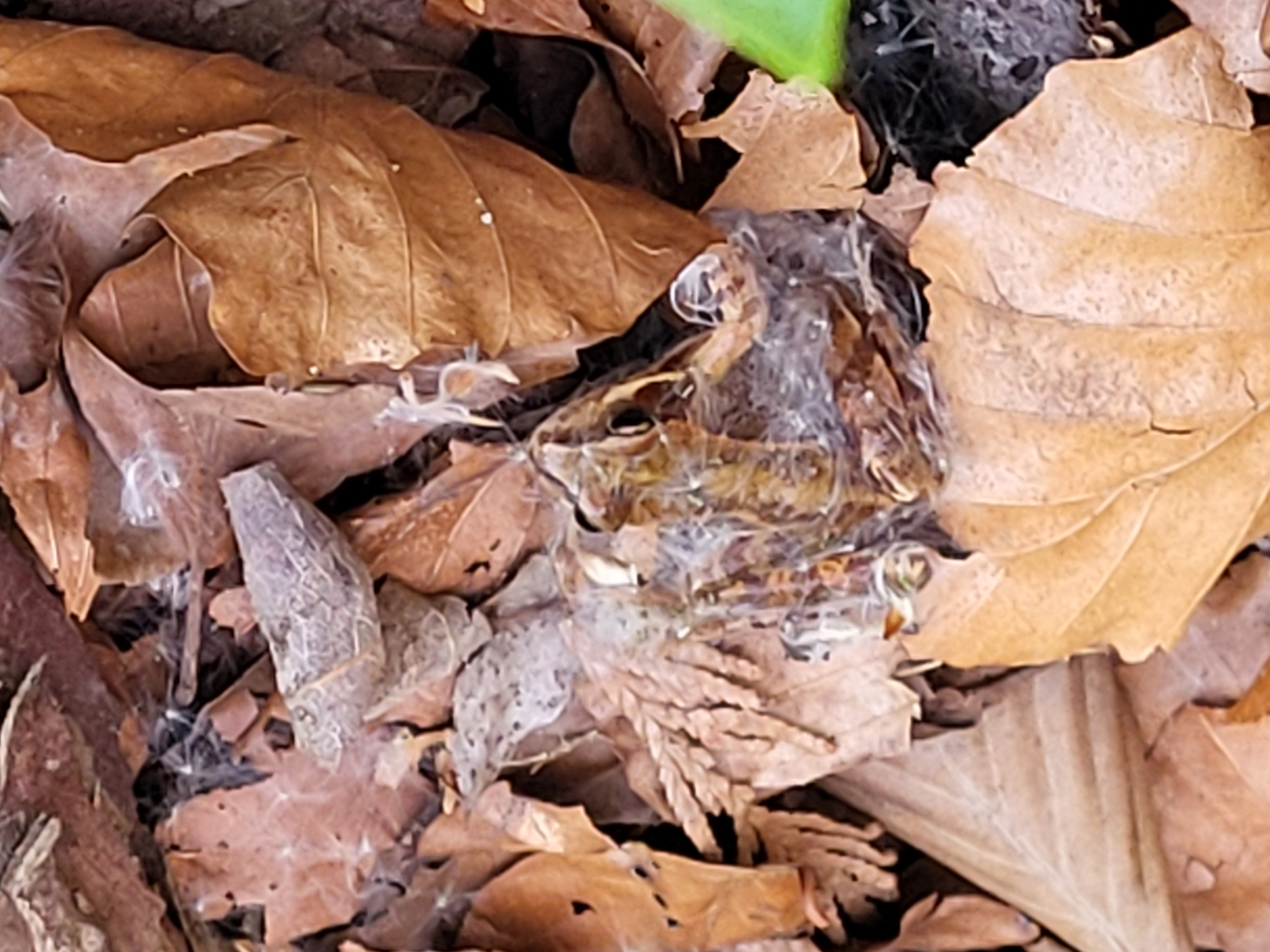 Frog in a pollen coat
