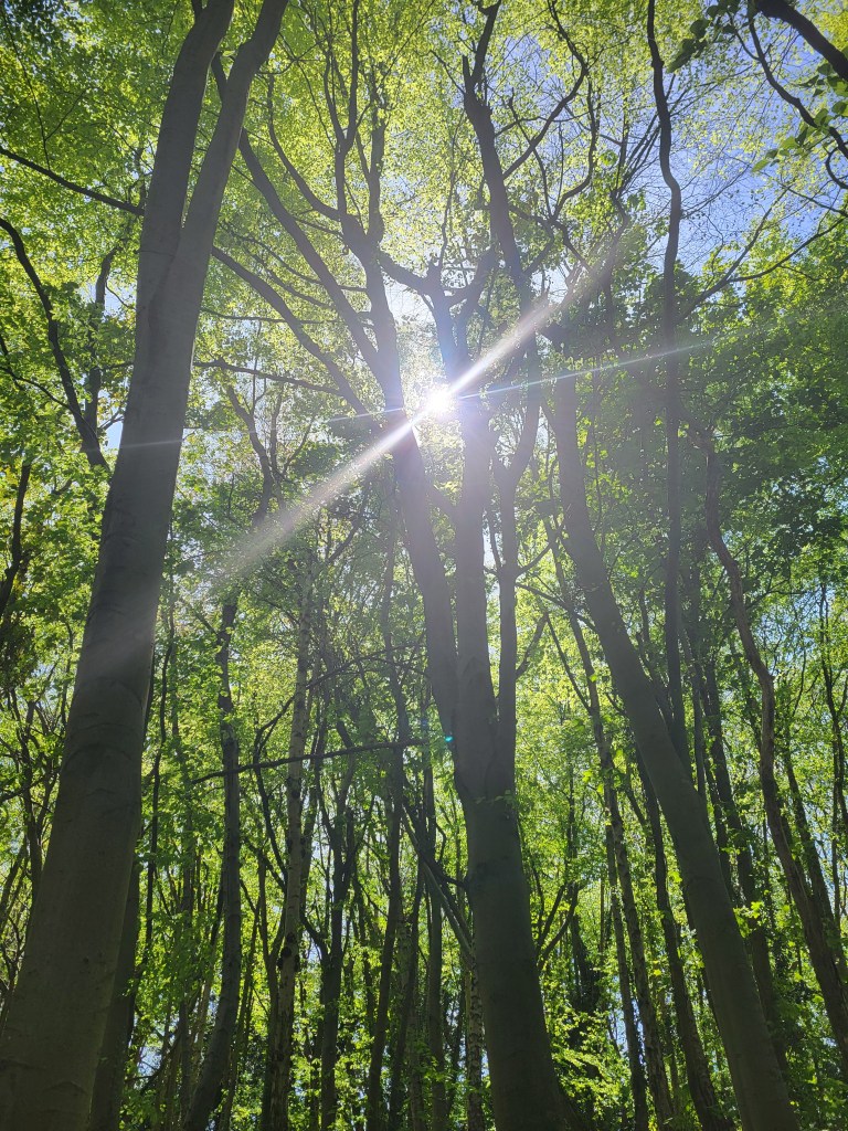 Sun through the trees in bluebell wood.