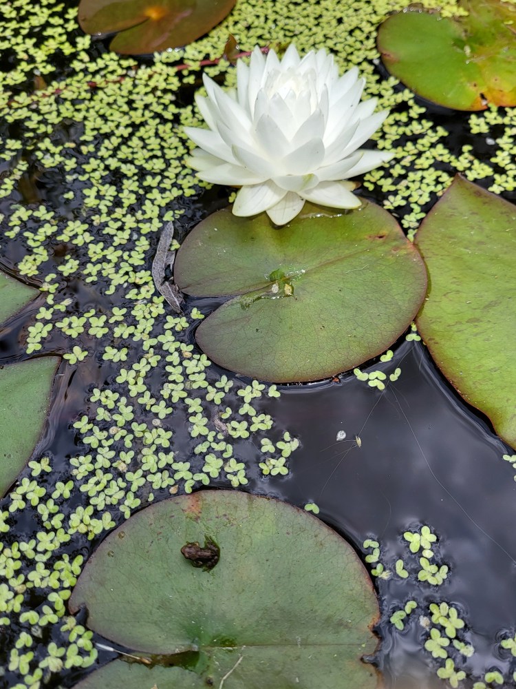 Tiny frog on a lily pad.