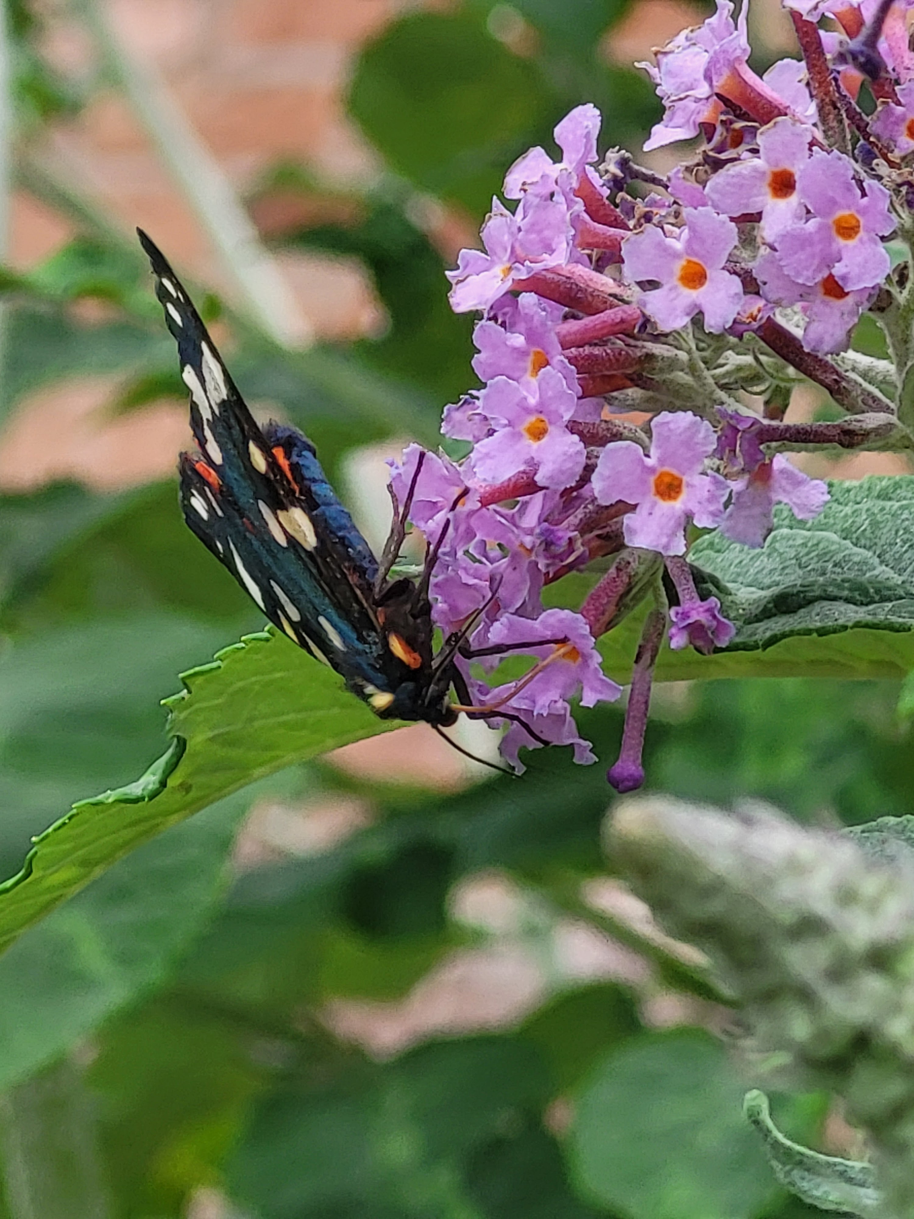 Feeding on the butterfly bush.