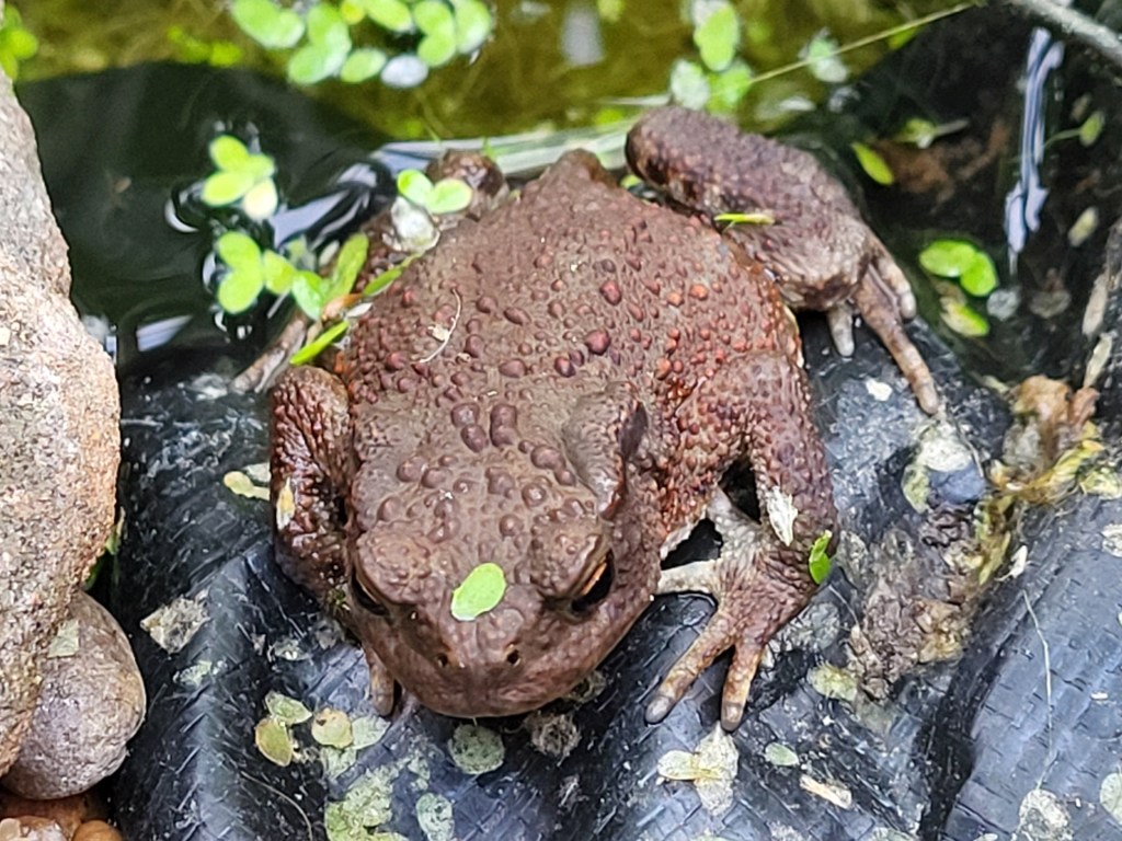 A toad! That's a surprise