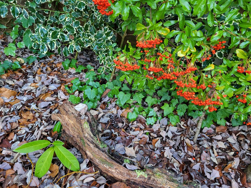 Hiding places for frogs and newts.