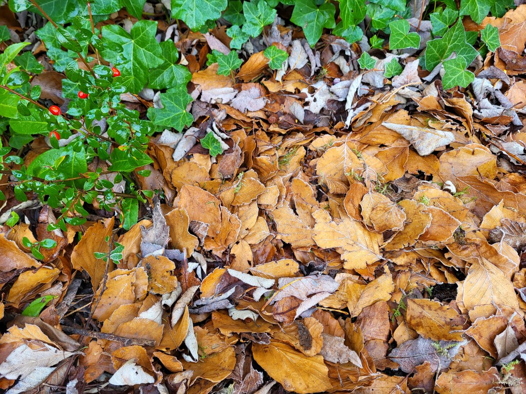 Fallen leaves are good hiding places for small hibernating animals.  