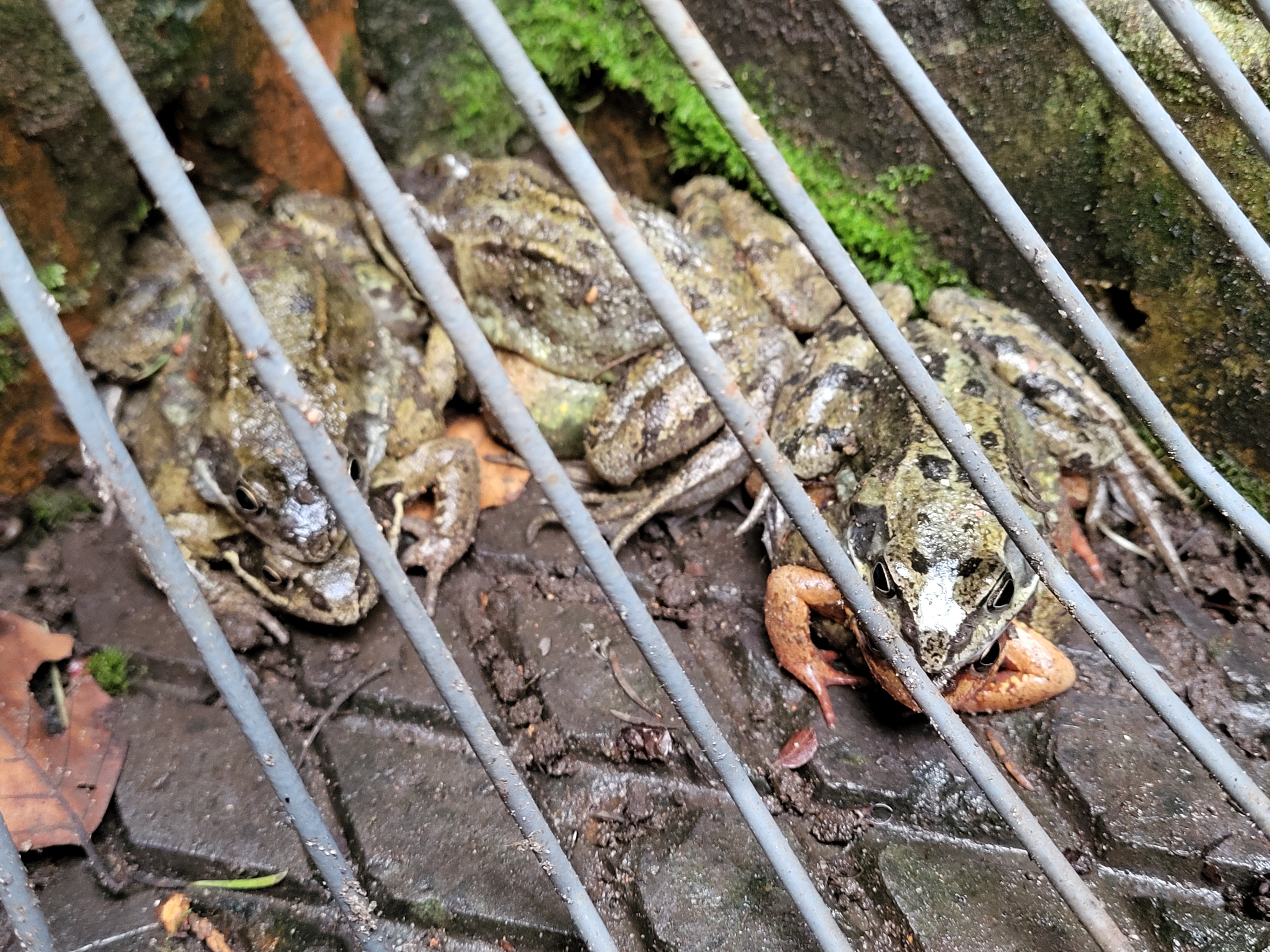 Frogs huddled behind a rake stranded several very steep steps below Lily Pond.