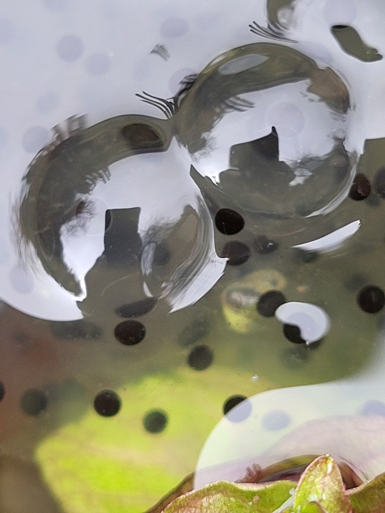 Frogspawn close-up