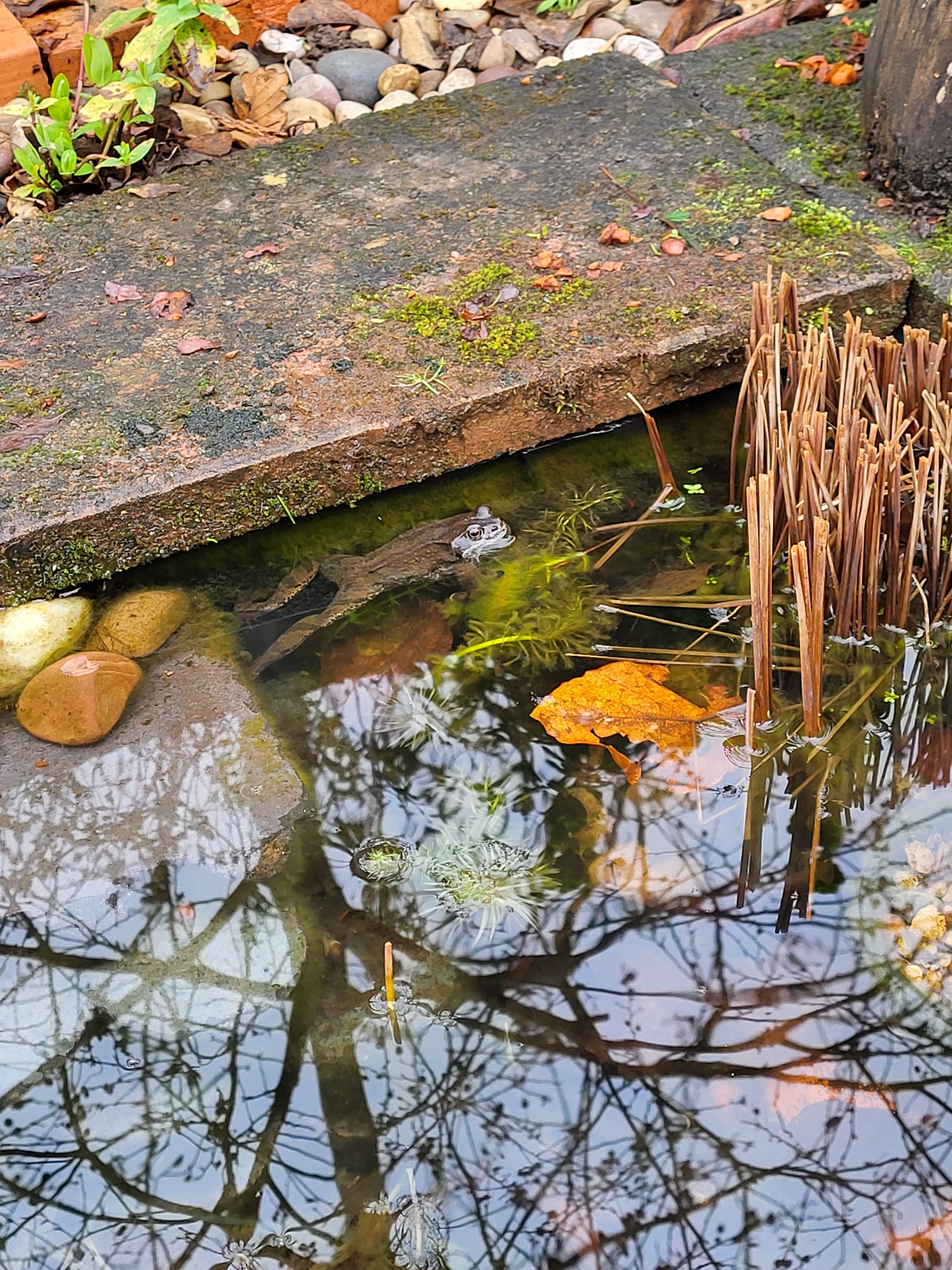 My old friend back again in Lion Pond.