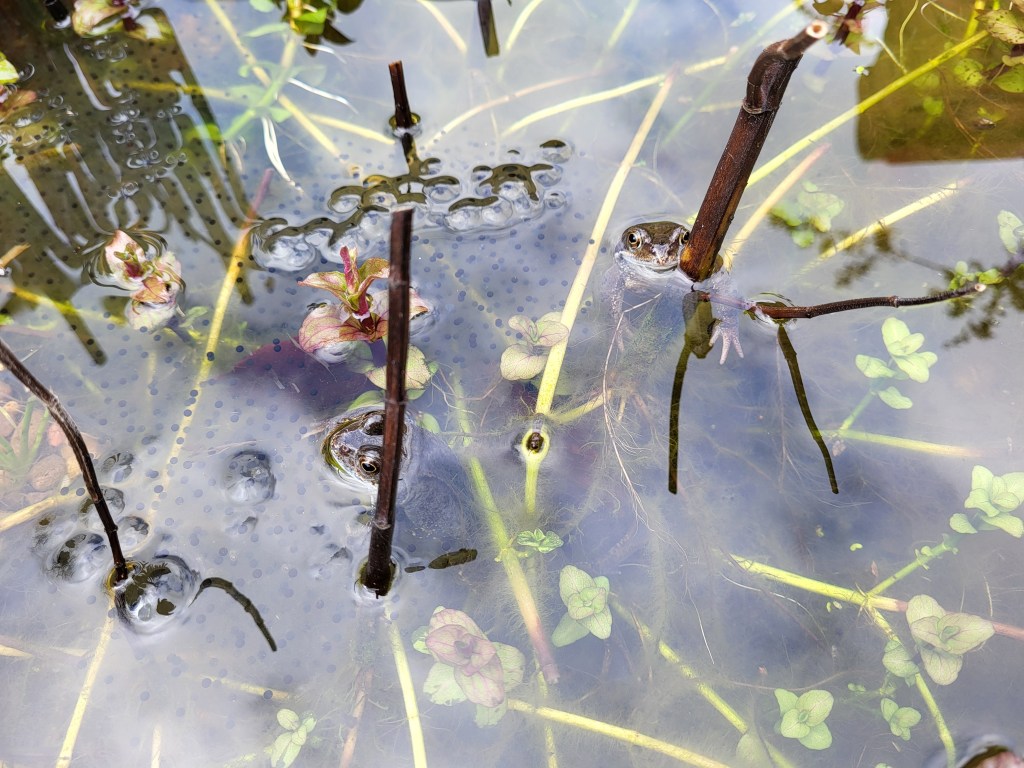 Resting in Lily Pond