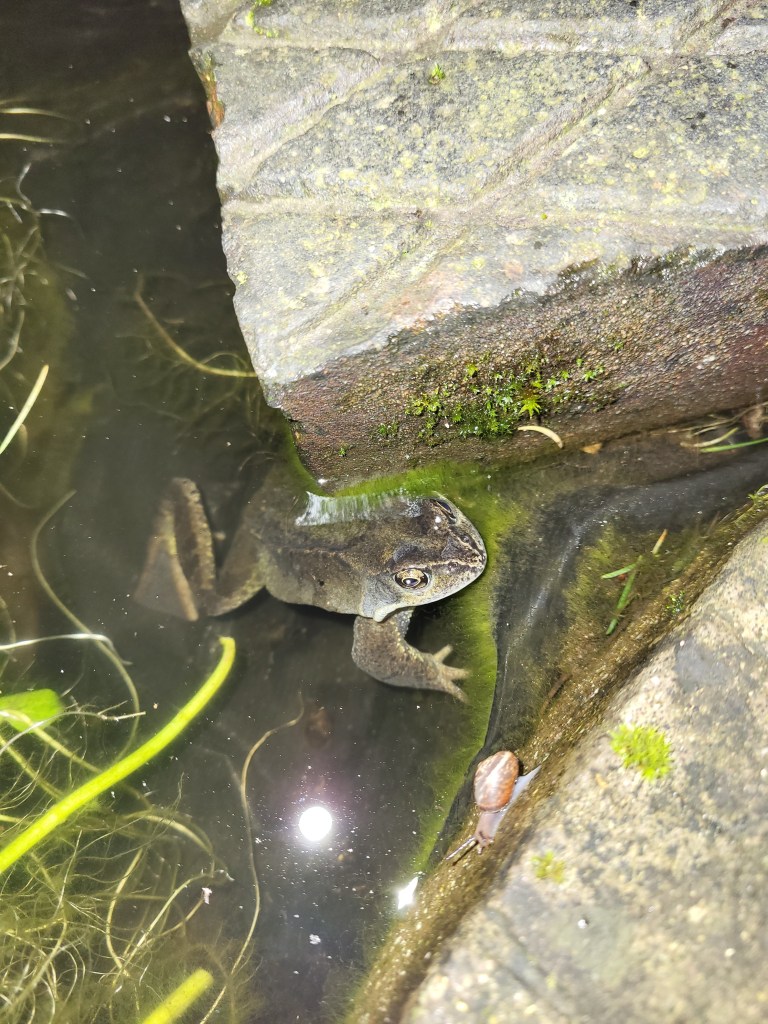 Resting in Tiny Pond