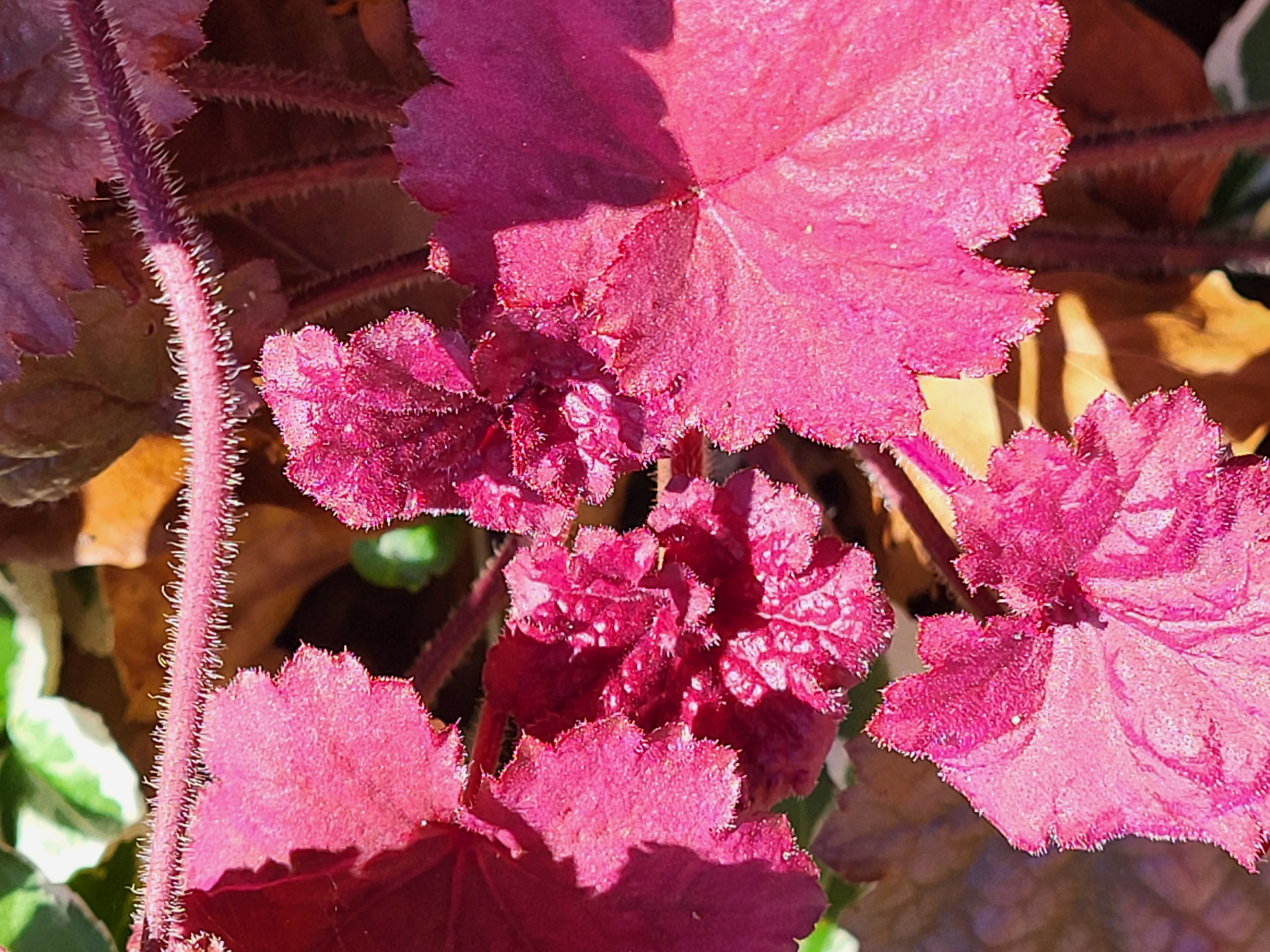 Heuchera