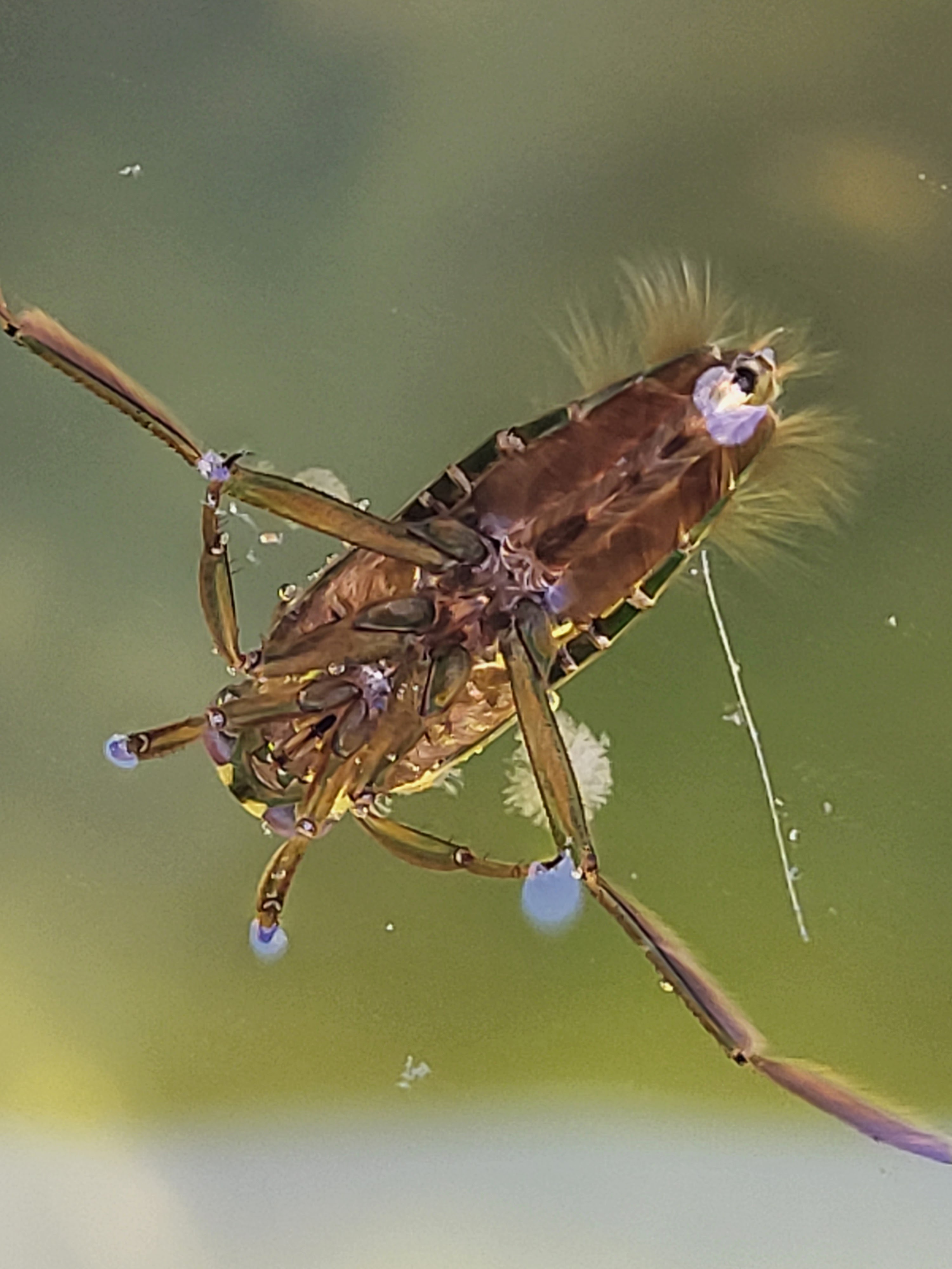 Backswimmer on Lily Pond
