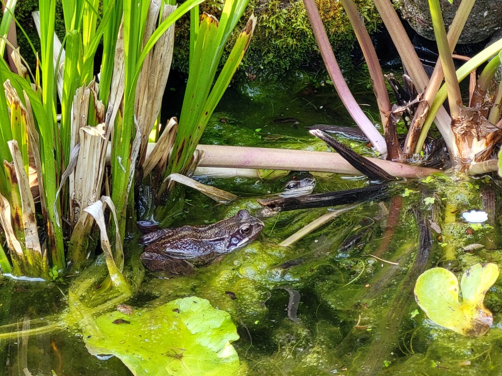 On the hottest day of the year so far, the frogs were out and basking in the cool of the shade in Lily Pond.