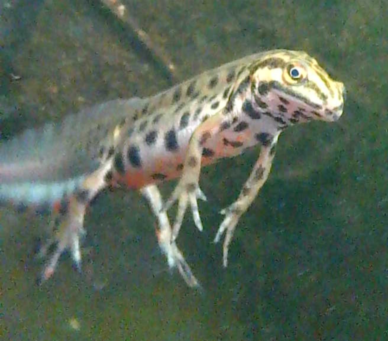 A look at the next underside showing the red mating colour. This is a picture using an endoscope underwater, so the picture is grainy, especially when enlarged. 