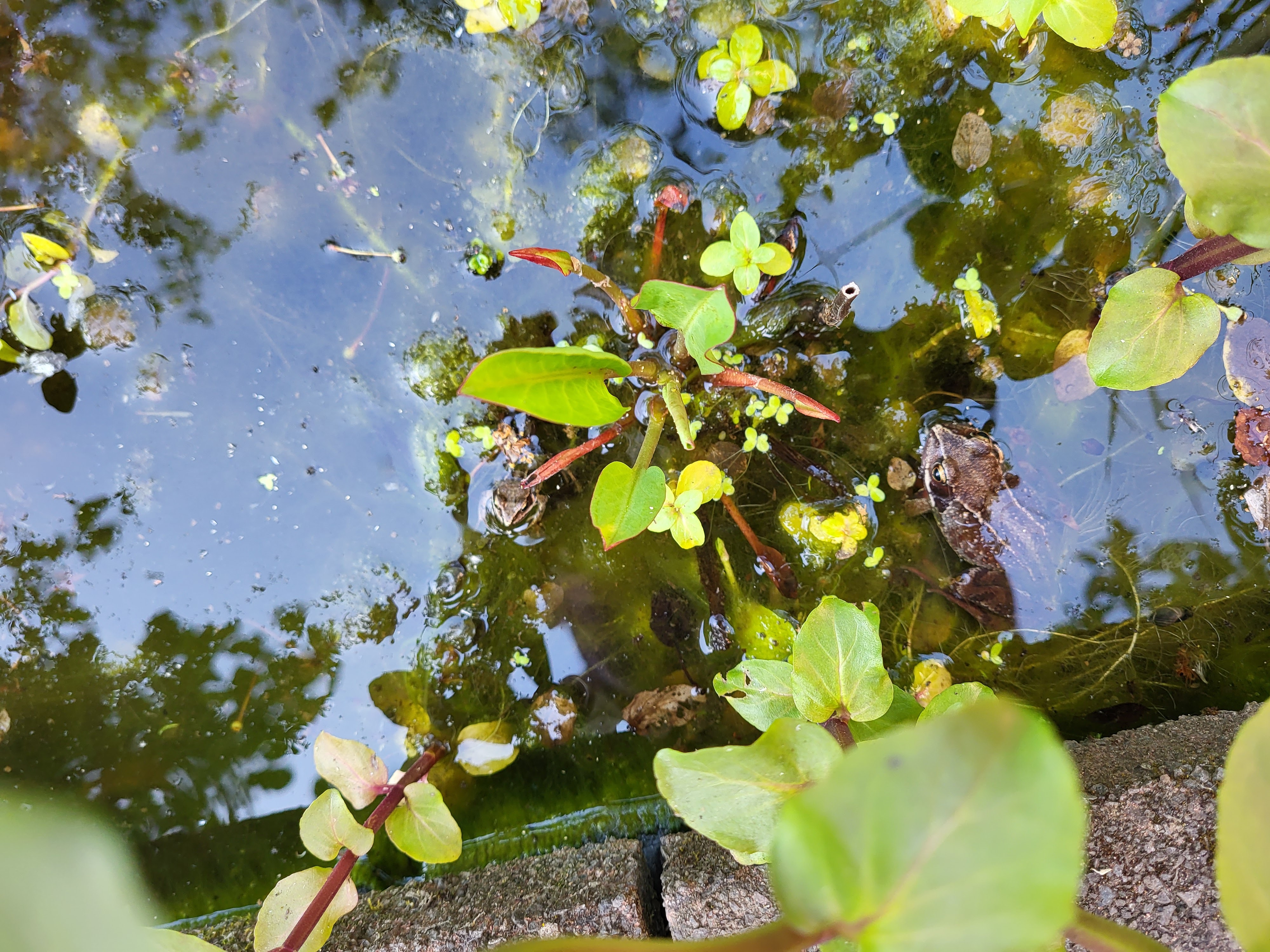 Frogs in Lion Pond spotted at last!