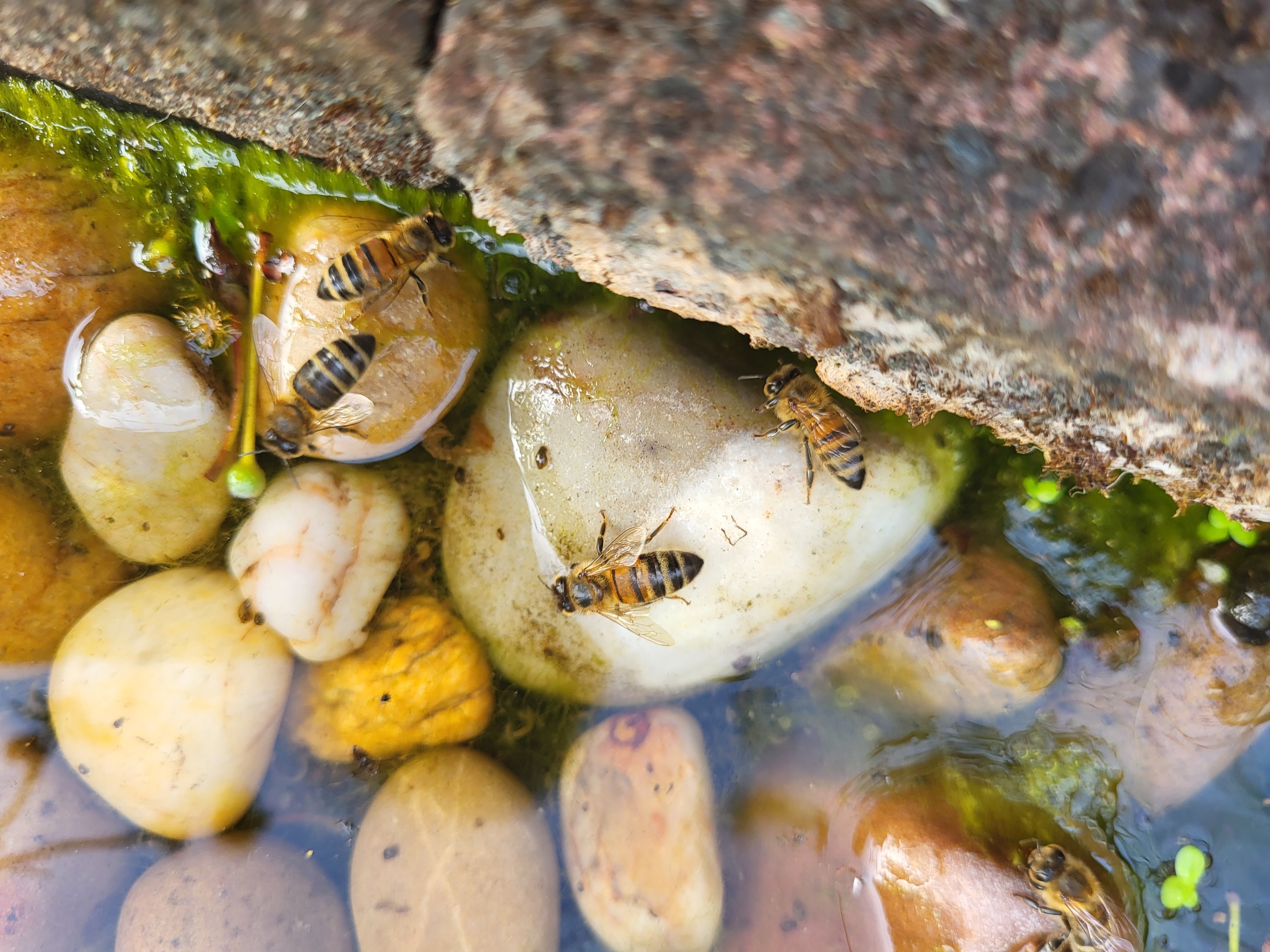 Bees on Lion Pond