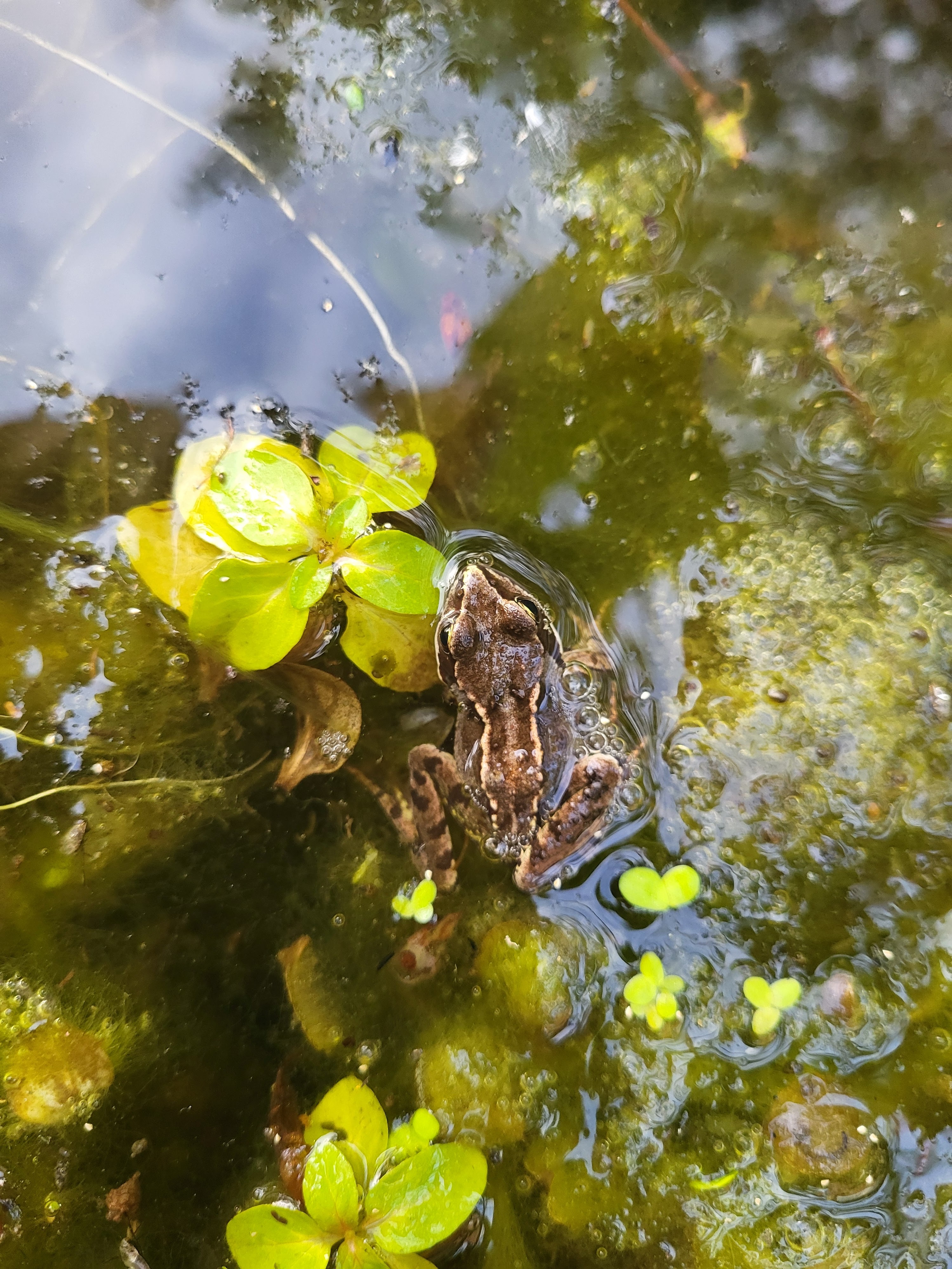 A juvenile frog in Lion Pond