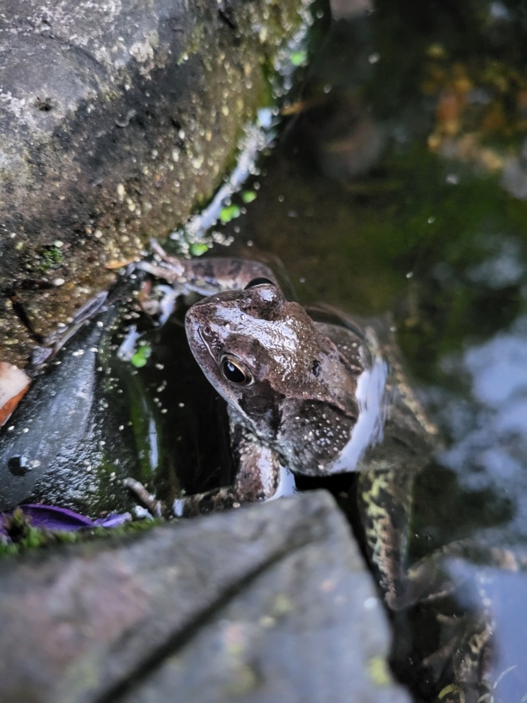 Mature frog in Lion Pond