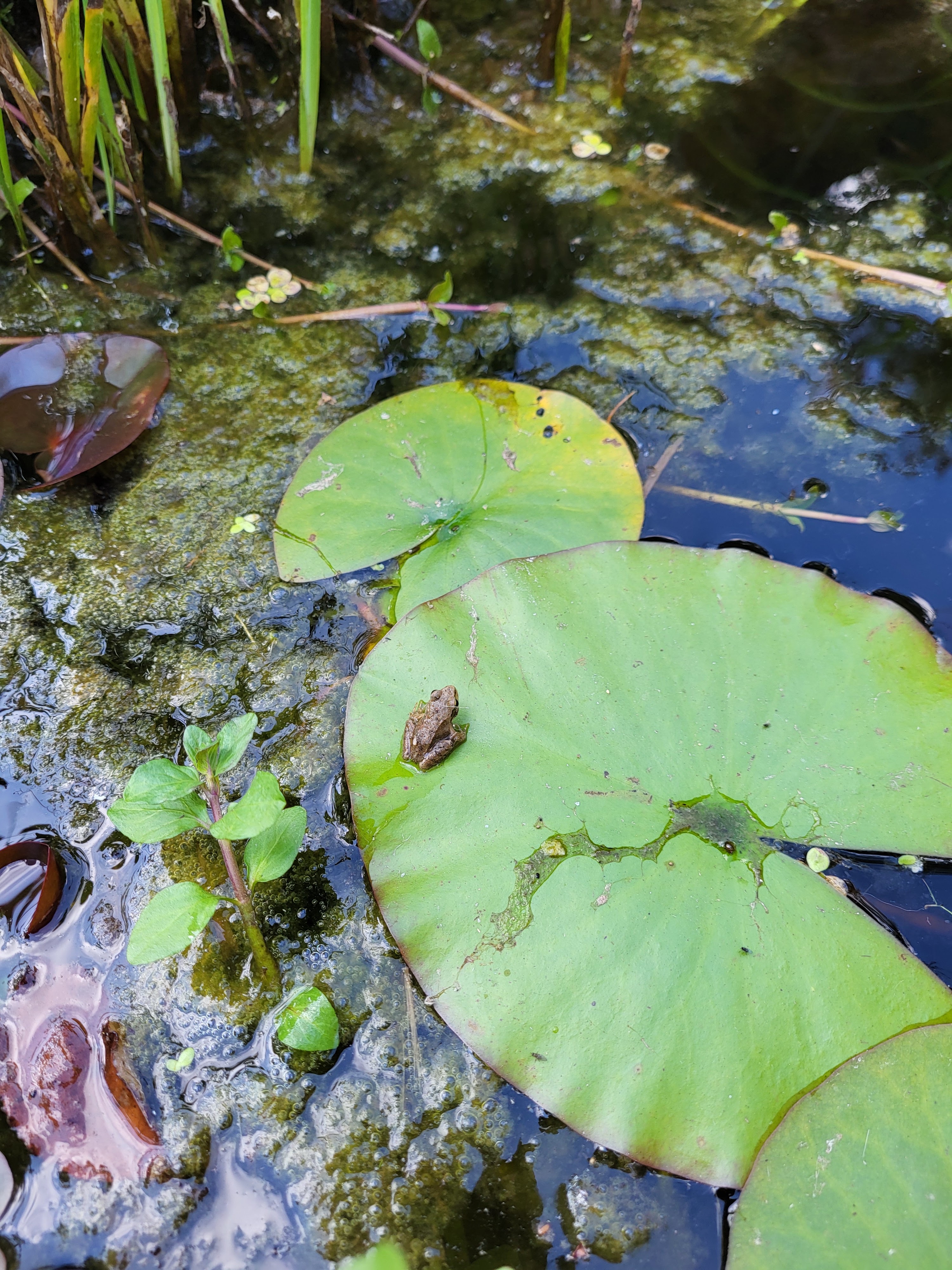 Little frog rescued from the garage steps and helped into Lily Pond.