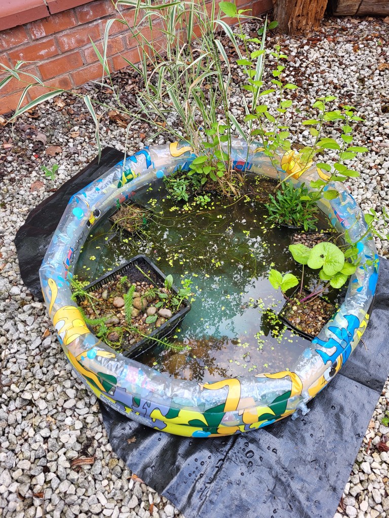 Children's paddling pool repurposed.