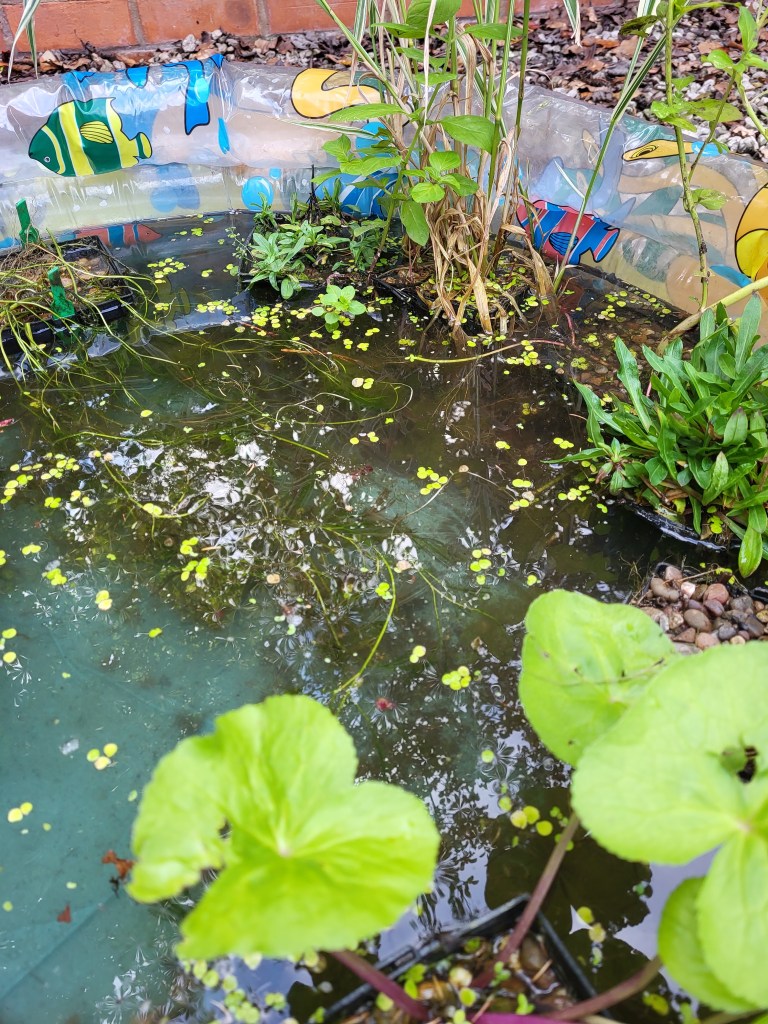 Close-up on the paddling pool with plants to recreate the same environment for the newts and tadpoles I rescued. 