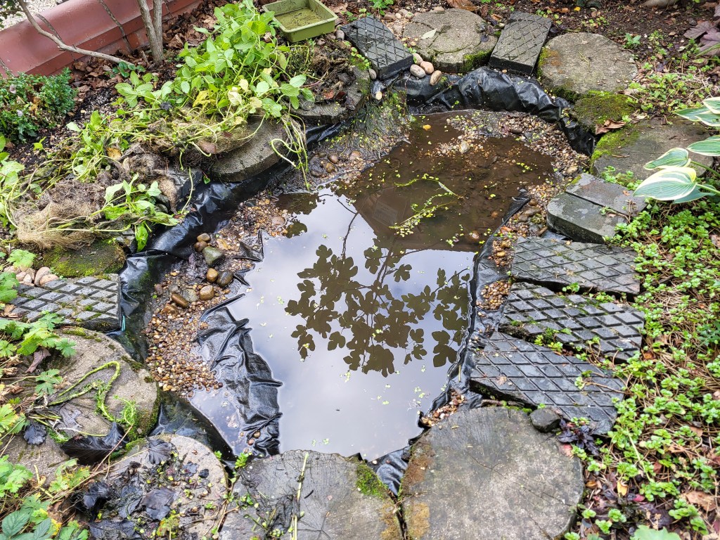 Bucketful after bucketful removed and checked for wildlife as the level slowly falls.  