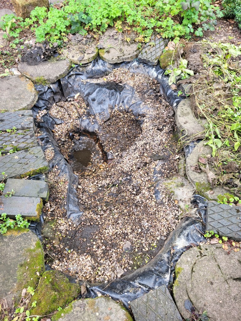 Almost no water left in the pond at this stage. Just a lot of gravel remaining to be carefully scooped out and checked for resident wildlife.  