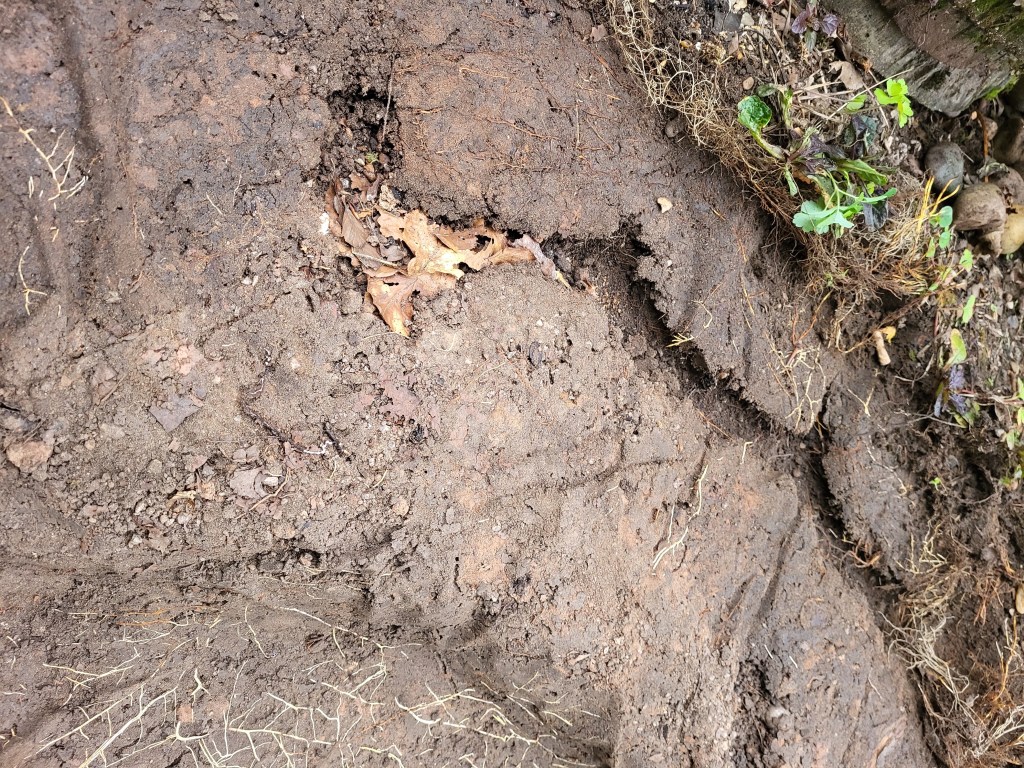 Tunnels beneath the old pond liner.