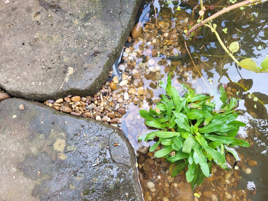 Gravel pathways for small creatures to leave the pond safely.