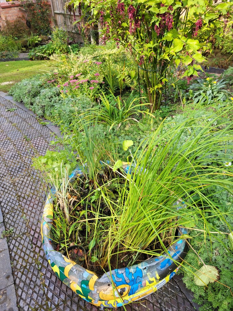 Temporary pond in the paddling pool.