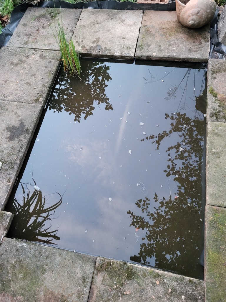 The first refreshed plants positioned in the refreshed Lino Pond. 